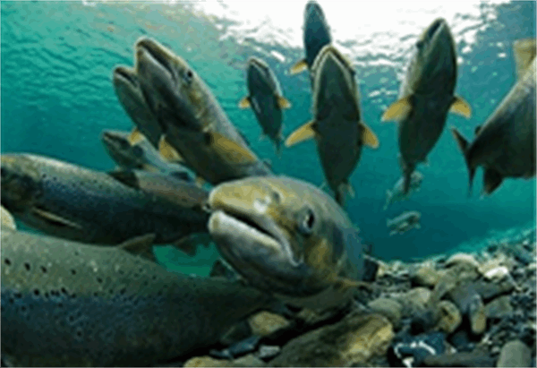 مهاجرت ماهی ها