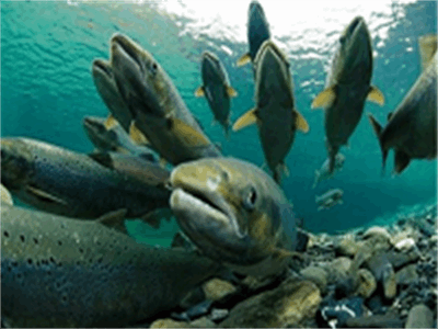 مهاجرت ماهی ها