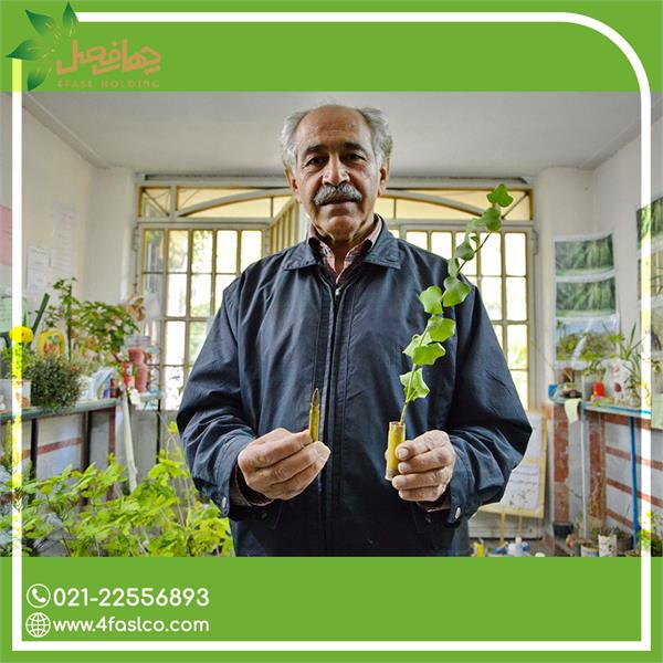 پدر بلوط ایران