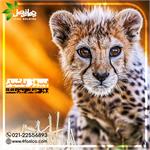 در صیانت از یوزپلنگ؛ پیروز باشید!